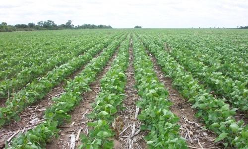 Agricultura por ambientes, clave para fortalecer la soja en el NEA