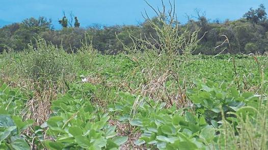 Confirman que el Amaranthus palmeri es resistente al glifosato